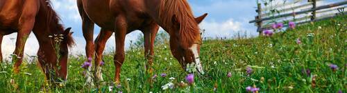 Chevaux dans un champ