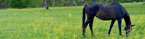Cheval dans un champ