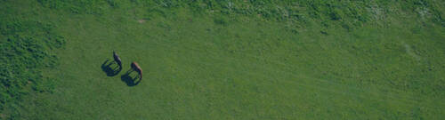 Cheval dans un champ