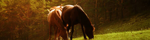 Horses on a summer pasture on a green meadow