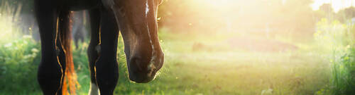 Cheval dans un champ